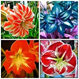 Serapacm Mixed Amaryllis Bulbi, Hippeastrum, Bulbi di Amaryllis, Piante in vaso da interno,decorazione del giardino