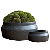 Set di 2 vasi per piante grasse rotonde, in ceramica, per interni, per cactus, bonsai, succulente e piante grasse