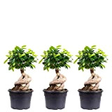 Set di 3 fico cinese – Ficus Ginseng – altezza ca. 40 cm, diametro pentola 17 cm