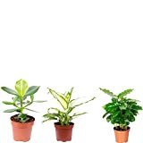 Set di 3 piante da caffè, mele di balsamo, altezza ca. 20-35 cm, diametro vaso 9-12 cm