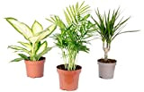 Set di 3 piante da interni, Chamaedorea, Dieffenbachie, Dracaena – Diametro pentola: 10-12 cm