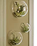 Set di 3 terrari da appendere alla parete per piante da interno vaso di vetro per fiori fioriere da parete ...