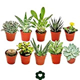 Set of 10 different succulent plants - 5,5cm pot im Set