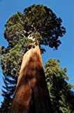 Set per coltivazione di albero mammut gigantesco (sequoia gigantea) Seedeo 50 semi