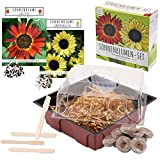 Set per la coltivazione del girasole - set di mini-serra, semi di girasole e terreno - idea regalo sostenibile per ...
