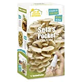 SETAS POCKET - Kit FUNGHI SELF-COLTIVANDO - Coltiva i funghi a casa in soli 10 giorni.