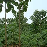 Shantong Hybrid Seeds | Paulownia Shan Tong 1000 Tree Seeds.