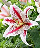 Shopmeeko 2pcs True Lily Seeds,Double Petals Lily Flower Bonsai Seeds, Temperate Indoor Flowers Pot Seeds for Home Garden : 1