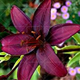 Shopmeeko 2pcs True Lily Seeds,Double Petals Lily Flower Bonsai Seeds, Temperate Indoor Flowers Pot Seeds for Home Garden : 12