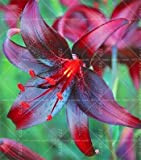 Shopmeeko 2pcs True Lily Seeds,Double Petals Lily Flower Bonsai Seeds, Temperate Indoor Flowers Pot Seeds for Home Garden : 2