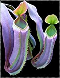 Shopvise 100 clip Pz Dionaea muscipula gigante Venere acchiappamosche in vaso Insettivori Seed Flycatcher per il giardino: 7