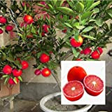 Shopvise 20 Pz Rosso Limone Semi di arrivo Semi DrawF Albero Bonsai frutta biologica