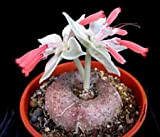 Sinningia leucotricha Rechsteineria Rare Seed Cactus Cactus Caudex impianto 50 Semi