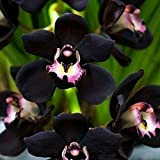 Somerway Semi di Orchidea Neri 200 pz Semi di Fiori perenni per piantare i Semi di Wildflower Nero Non GMO ...