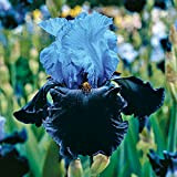 Specie Rare,Iris Bulbs,Esotico,Squisito,Cortile,Balcone,Dea Dell'Arcobaleno,Iris bulbi,Bei Colori,Iris germanica,Esotico,Bellissimo-2 Bulbi,1