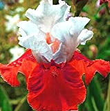 Specie Rare,Iris bulbs for planting perennial,Fiori Da Giardino,I Petali Sono a Forma Di Spada,Esotico,Fiori Per la Decorazione Della Casa,Iris germanica,Iris ...