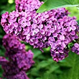 strimusimak 25 pz Lilac Seeds Hardy Perenne Flower Purple Petals Beautiful Flower Arbub Garden Plant Seeds per Giardino Balcone Piantatura ...