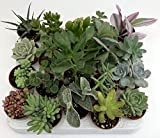Succulente. Set N. 20 piante succulenti in vaso cm. 5,5 tutte senza spine Foto indicativa