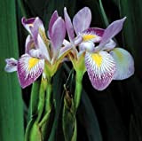 Sud Bandiera Blu Iris 10 Semi-Iris virginica-acquatico