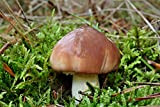 Suillus Luteus – micelio – funghi funghi foresta – Grow Your Own.