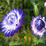 SUMP 100 pezzi semi di fiori di elicriso bracteatum per il giardinaggio bella blu