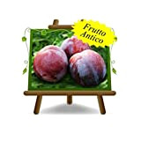 Susina Sangue di Drago - Pianta da frutto su vaso da 20 innestata su portainnesto Mirabolano- max 170 cm - ...