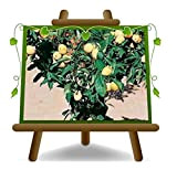 Susino Nano – Giallo – Pianta da frutto portainnesto mirabolano su vaso da 20 - albero max 80 cm - ...