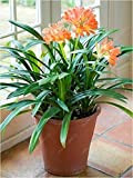 SwansGreen Real Clivia bulbi, pianta clivia, bulbi di fiori bonsai, (non semi di clivia), fiori perenni pianta in vaso radici ...