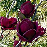SwansGreen - Semi di albero di magnolia Yulan, colore: Viola scuro, 10 semi per piantine da giardino
