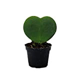 Sweetheart - heart plant in 6cm pot
