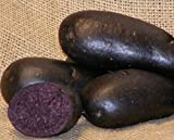 Sycamore Trading Semi di patata viola per 10 tuberi Varietà di patata precoce viola con buccia liscia blu scuro o viola ...