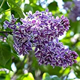 Syringa,Syringa vulgaris,seme di fiore lilla,lillà,lilla Fiori,arbusto aromatico,colore brillante,facile da coltivare,adatto al giardinaggio,può essere piantato anche in vaso