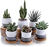 T4U 5.5cm Vasi per Piante con Piattino, Set di 6 Vaso in Ceramica per Succulento Cactus, Mini Vaso di Fiori ...