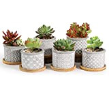 T4U 6CM Cement Succulent Pots with Tray 6-Set, Concrete Cactus Pots Small Cacti Planter Grey Gardening Plant Pot Container for ...