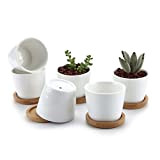 T4U Set di 6 Vasi per Piante Rotondo, 6.5cm Ceramica Vaso da Fiori con Vassoio, Fioriera per Succulenta Erba Cactus, ...
