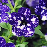 Tacoli- Giardino Bonsai Petunia 'Night Sky Blue' Fiori, macchioline bianche 200pcs 'semi' contro l'intenso petali blu singolo petalo