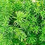 Tasso di Copertura delle Piante Taxus baccata in 9cm Pot 15-20cm Alto Pronto a piantare