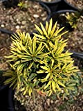 Tasso variegato"Taxus baccata David" pianta in vaso ø19 cm