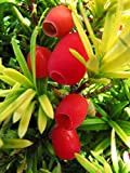 Tasso variegato"Taxus baccata Fastigiata Aurea" pianta in vaso ø14 cm