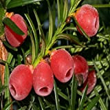 Taxus baccata (5 Seeds)