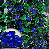 TENGGO 500pz Semi di Fragola Blu Frutta Verdura Rara Bonsai Commestibile Pianta Rampicante da Giardino