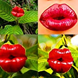 TENGGO Egrow 100Pcs Red Lips Semi di Fiori Sexy Kiss Rosy Lip Piante Giardino Bonsai Semi di Psychotria Elata