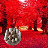 TENGGO Egrow 2 Pz/Pacco Semi di Quercia Rossa Americana Bello Albero DIY casa Giardino Piante Bonsai Facile da Coltivare