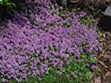 Timo serpillo-rosa/lavanda"Thymus serpyllum-Madre di timo" Semi 100 perenne Ground Cover-erbe