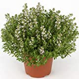 Timo"Thymus faustini" pianta aromatica in vaso ø14 cm