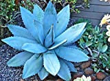 titanota Agave 'Blue' - Secolo pianta rustica - 20 Semi