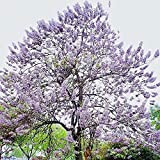 TJYXGS 200 pezzi di semi di paulonia facilmente piantati bellissimi alberi decidui ornamentali eleganti fiori viola creano un giardino classico ...