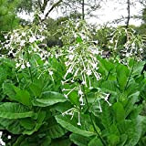 Tobacco Plant Seeds - Sylvestris 2000 Annual or Tender Perennial Seeds - Nicotiana.