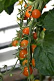 TOMATO CHERRY SUNGOLD 20 FINEST SEEDS