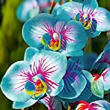 TOYHEART 100Pcs Semi Di Fiori Premium, Semi Di Orchidea, Semi Di Phalaenopsis Piante Aromatiche Di Cymbidium Piantine Di Fiori Di ...